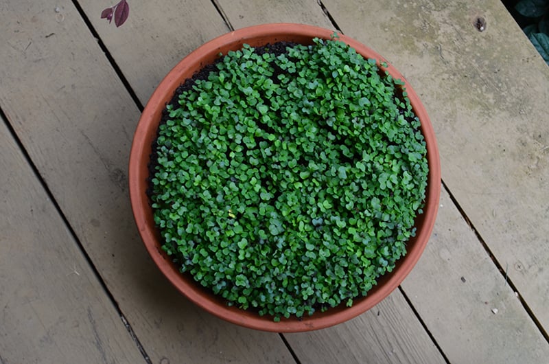 Try Easy-to-Grow Microgreens for Fun and Flavor