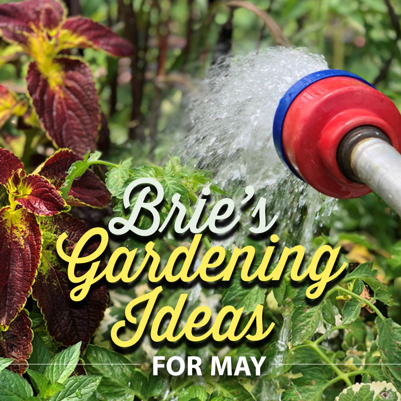 Brie's Gardening Ideas for May