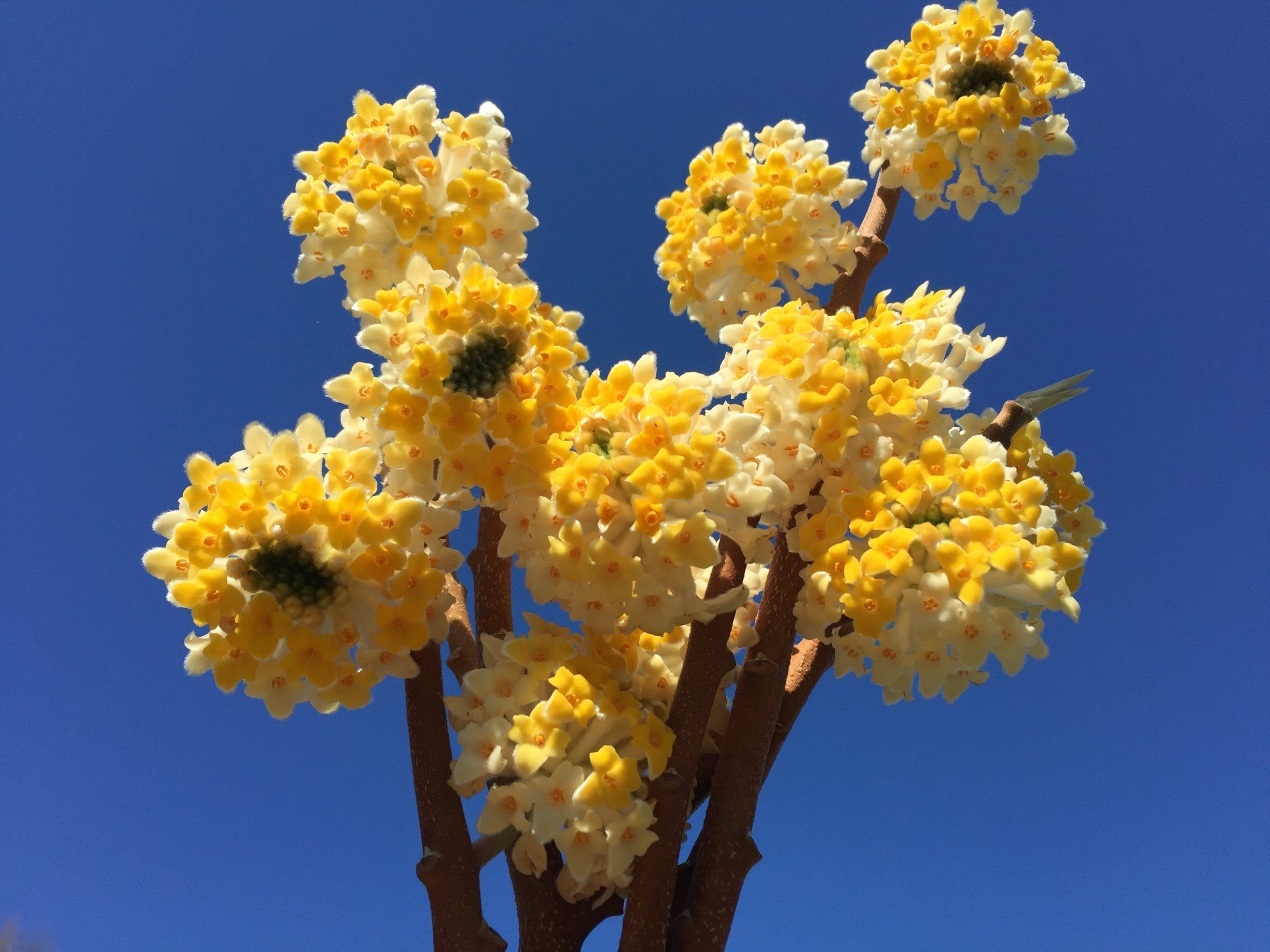 Brie's Plant Pick: Edgeworthia  Soil3