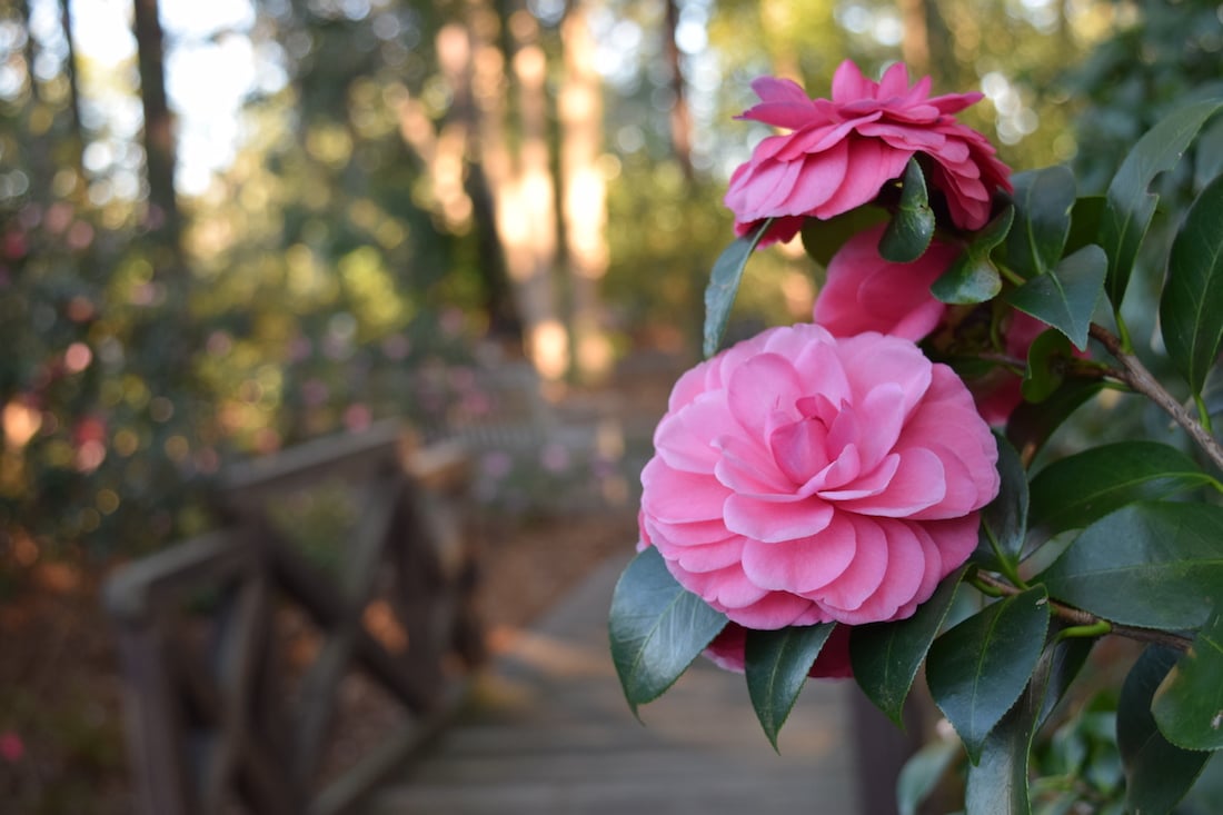 Camellia Fever: Brie's favorite winter indulgence – Soil3