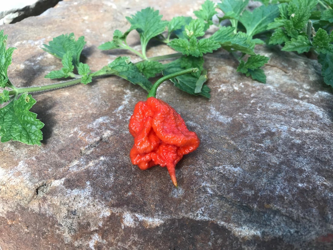 A Guide to Cultivating Ultra-Hot Peppers with Nick Sagnella