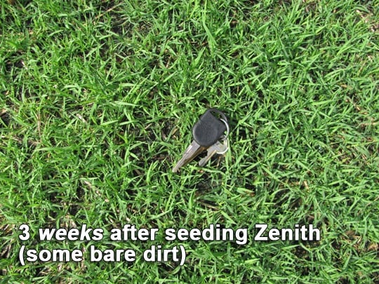 Seeding a Zenith Zoysia Lawn with Soil³ Compost – Soil3