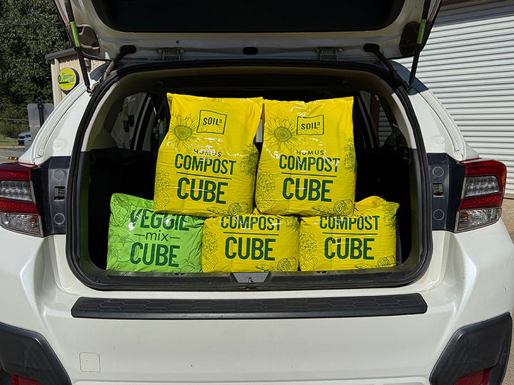 Four yellow compost cube bags in the trunk of a white car.