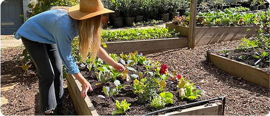 Raised Beds