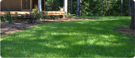 Starting a New Lawn from Seed