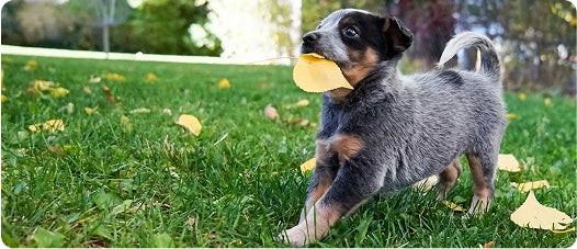 Organic Lawn Prep