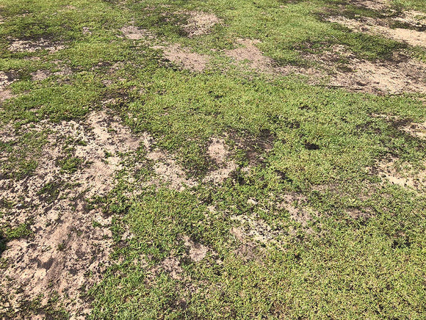 Topdressing Established Lawns