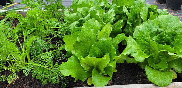 Vegetable Gardens