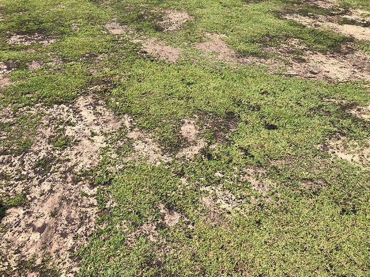 the sand in Level Mix makes lawns smooth and the compost ads nutrition