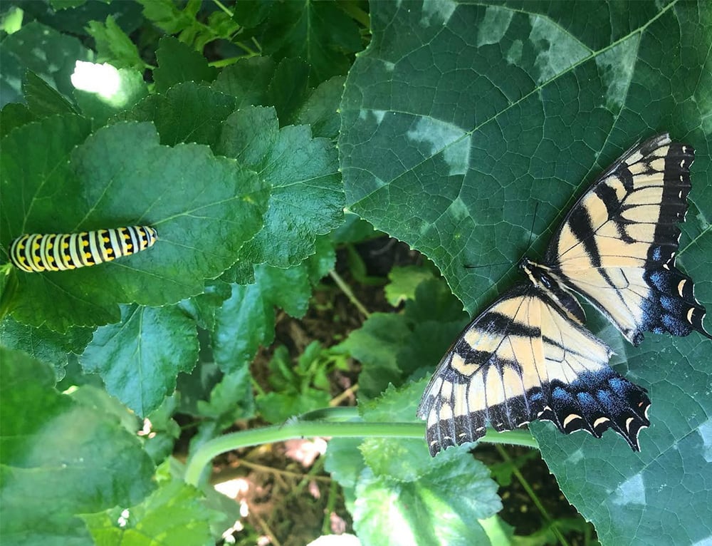 Are Caterpillars Pests or Pollinators? You Might Be Surprised