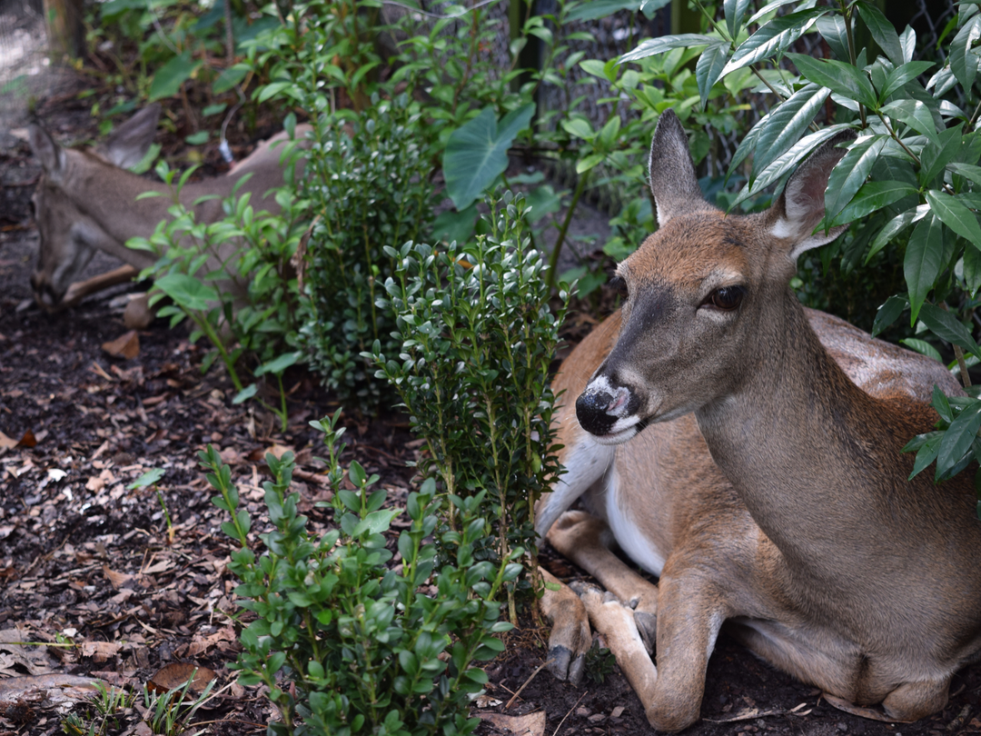 How to Keep Deer Out of Your Garden