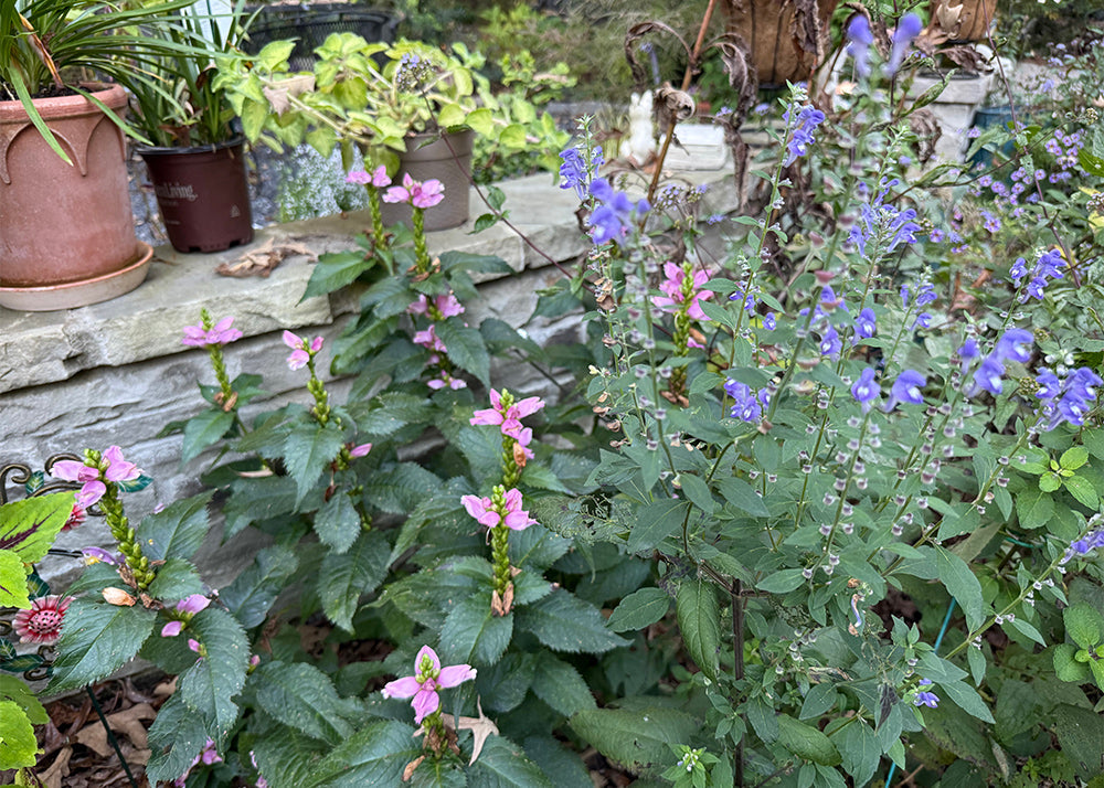 5 Native Perennial Flowers That Thrived in a Hot Southern Summer