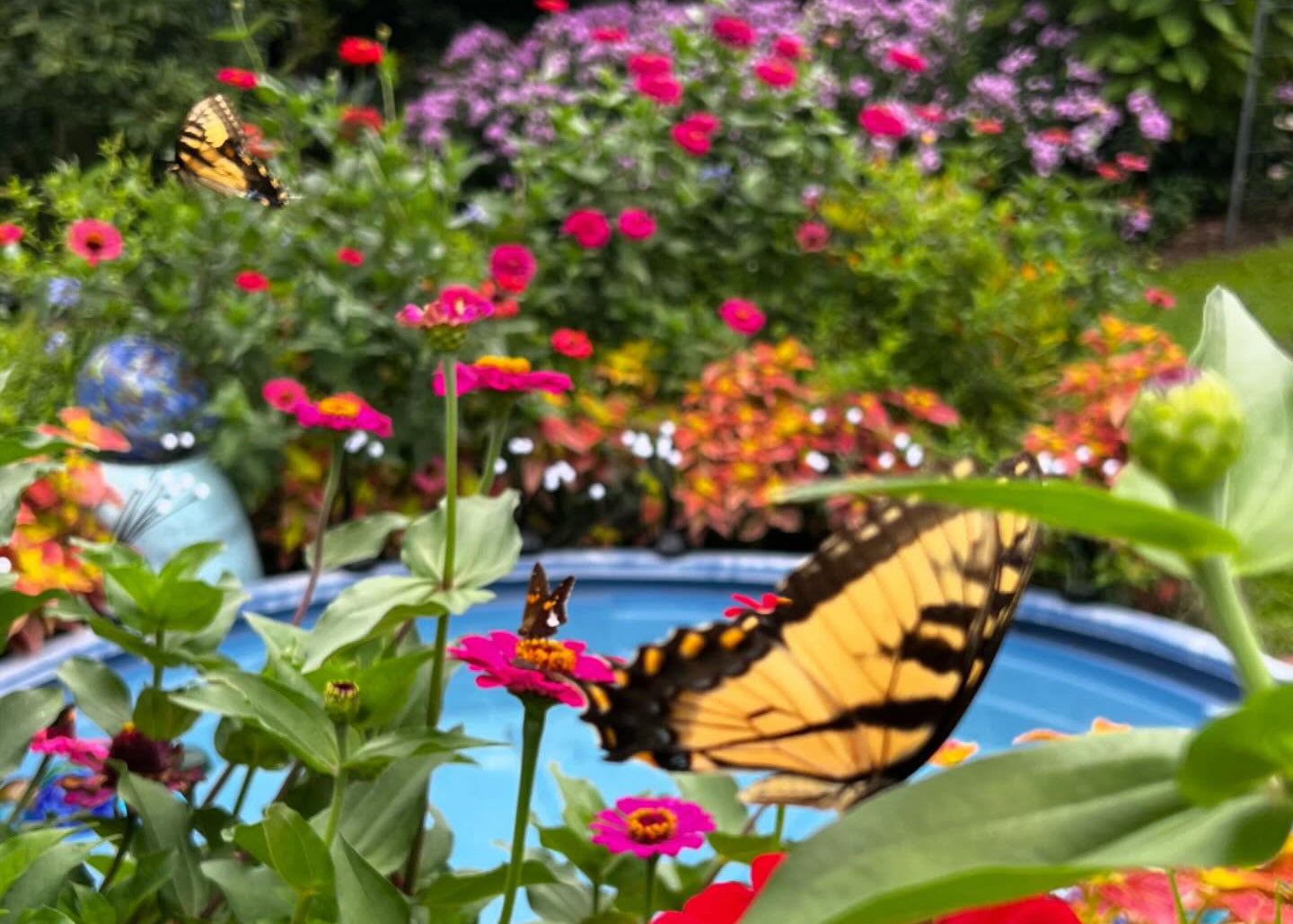 How to Start a Pollinator Garden: From Soil Prep to 6 Must-Have Plants