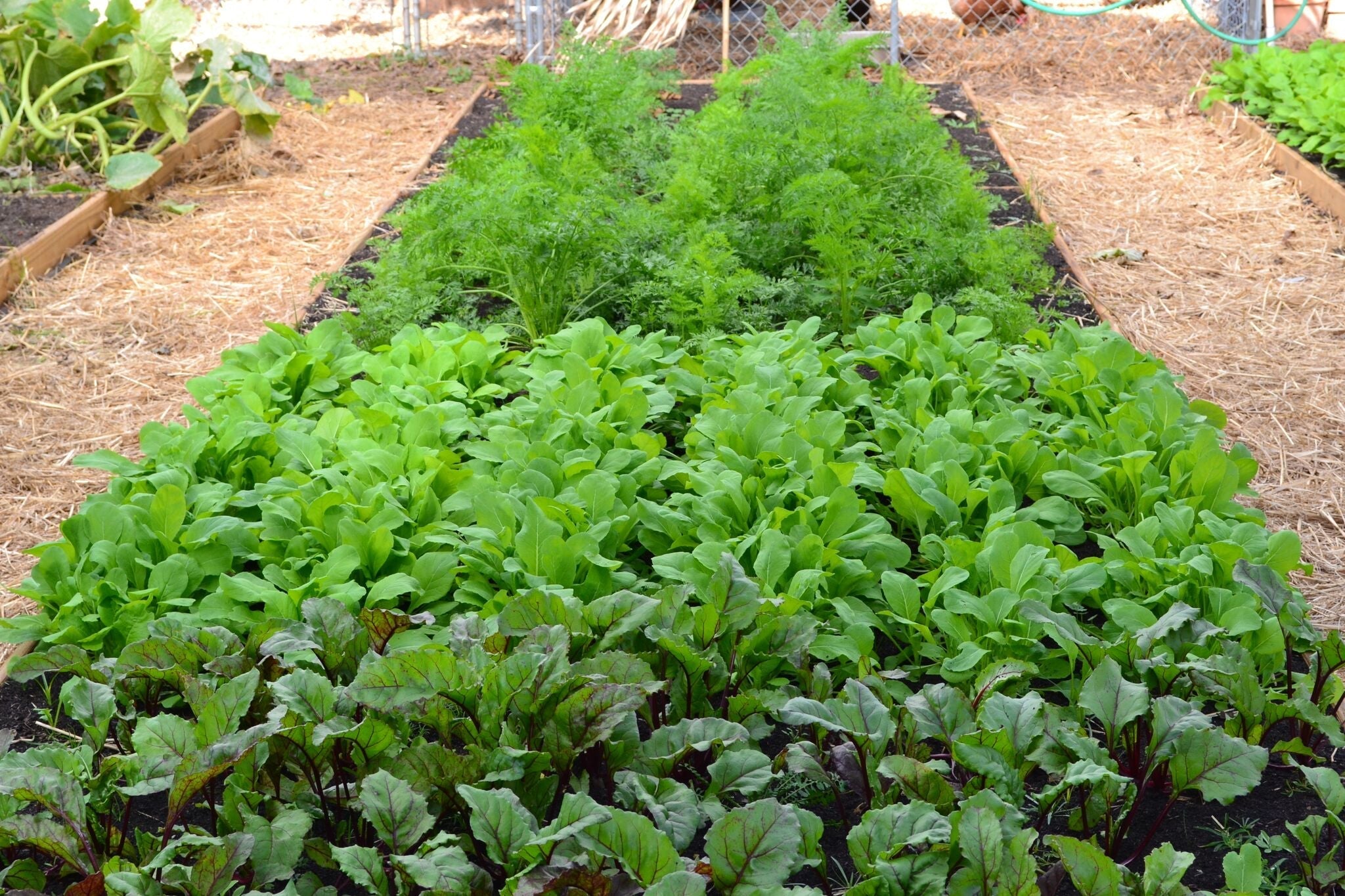 Learn about Fall Backyard Vegetable Gardening [video]