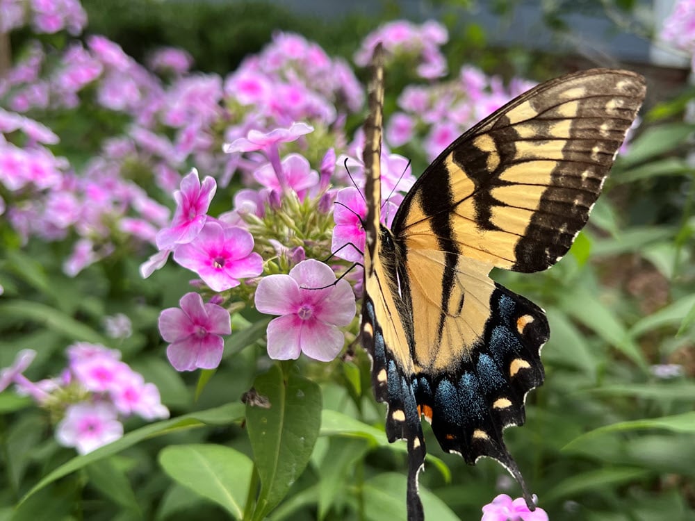 Five Awesome Plants for Summer