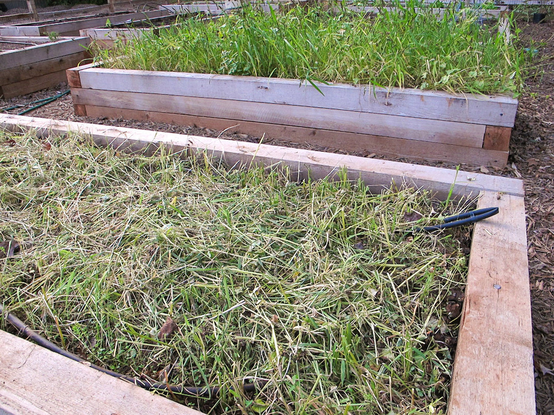 Growing Cover Crops to Protect and Rejuvenate the Garden