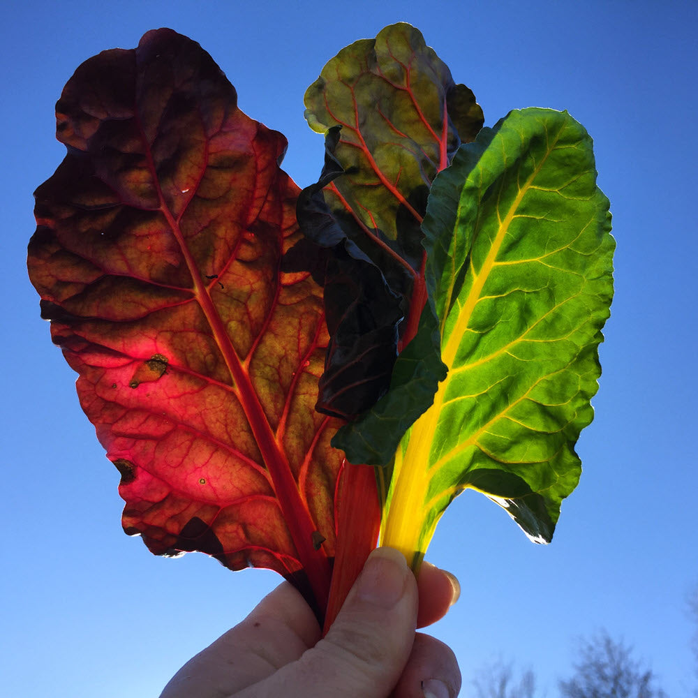 Colorful rainbow chard grown in the fall