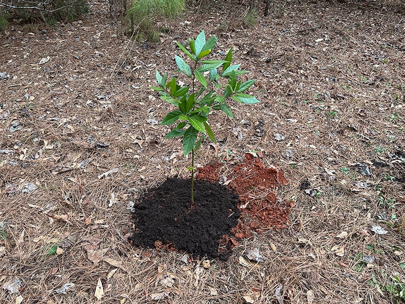 Layer of compost being top-dressed around newly planted tree