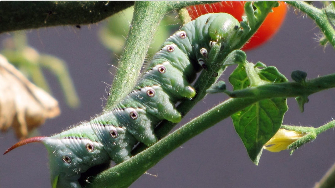 Natural Pest and Disease Control [Video]