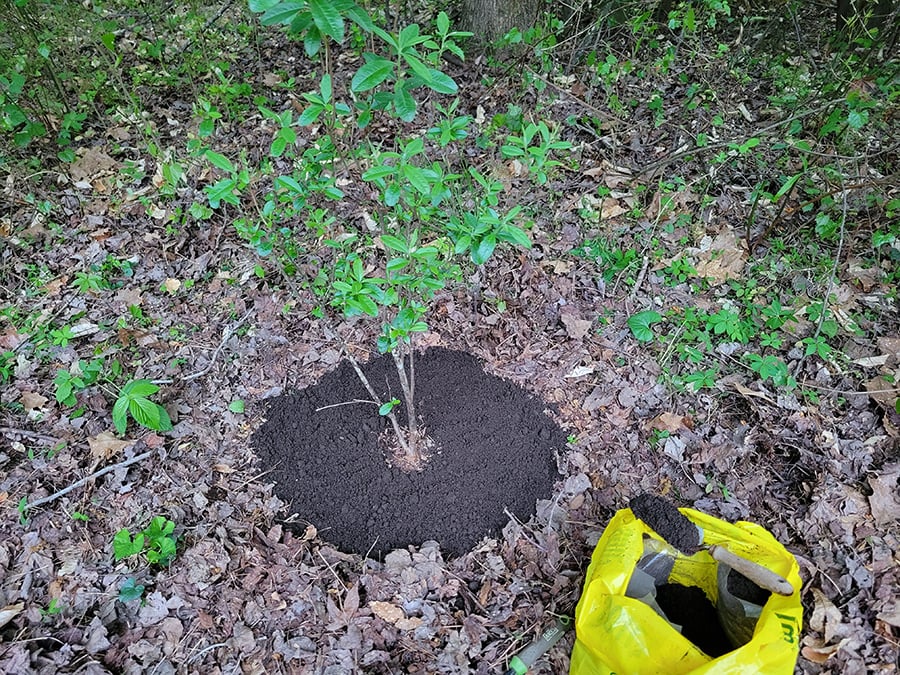 Topdressing Trees and Shrubs with Compost