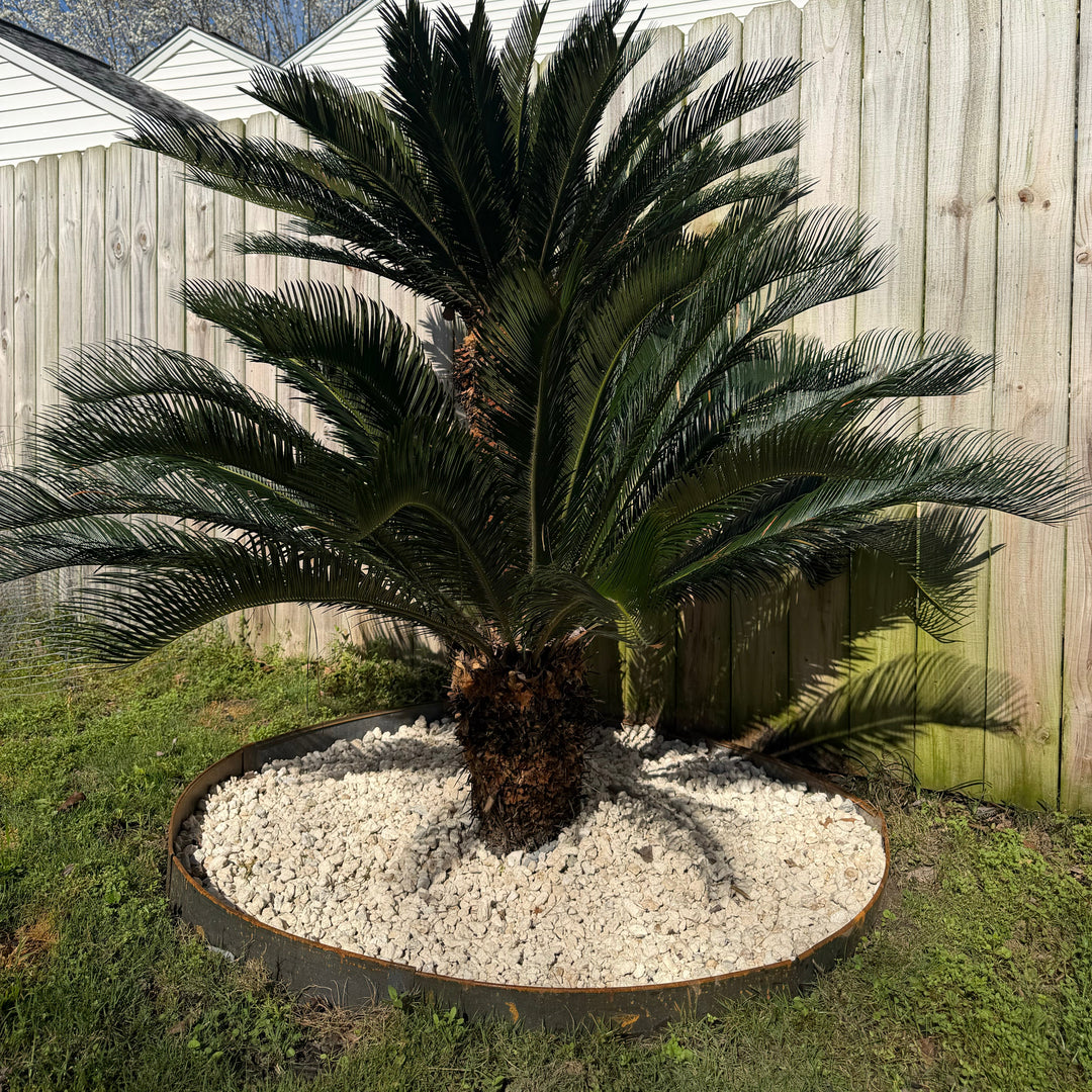 Tree Ring Kits