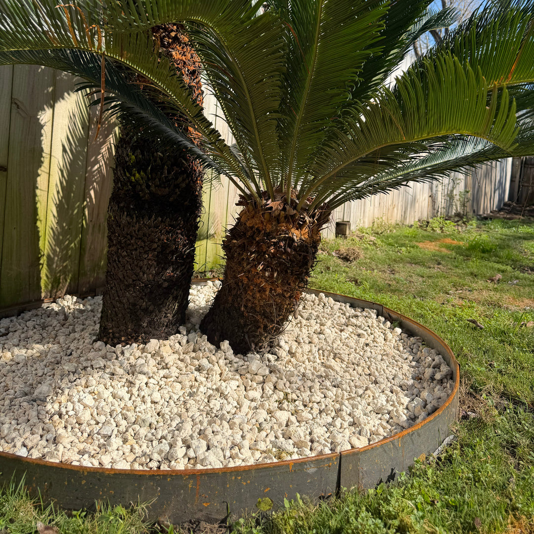 Tree Ring Kits