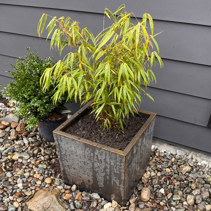 Steel Planter Box (18" L x 18" W x 18" H)