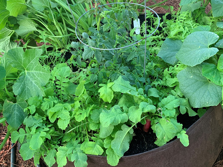 Raised Garden Kit: 1 BigYellowBag of Veggie Mix + 2 Big Root Pouches (Delivered)