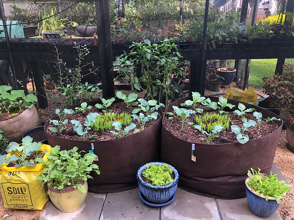 Raised Garden Kit: 1 BigYellowBag of Veggie Mix + 2 Big Root Pouches (Delivered)